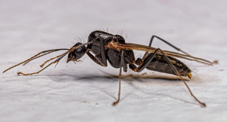 飛蟻突然很多原因