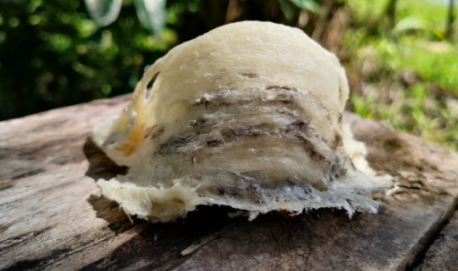 燕窩最佳食用時間