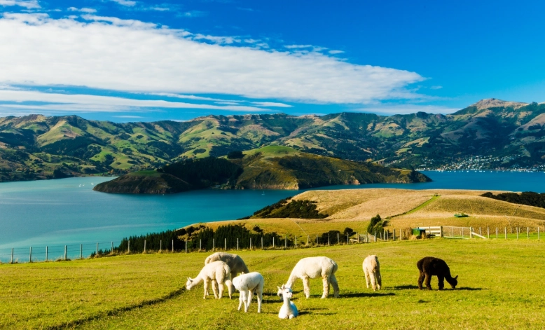 新西兰自由行攻略