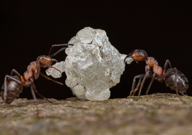 家用漂白水防蟻