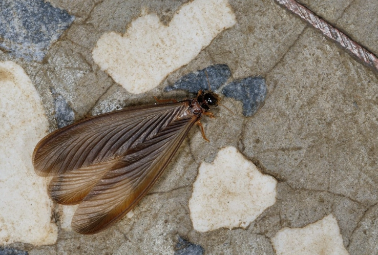 飛蟻突然很多原因