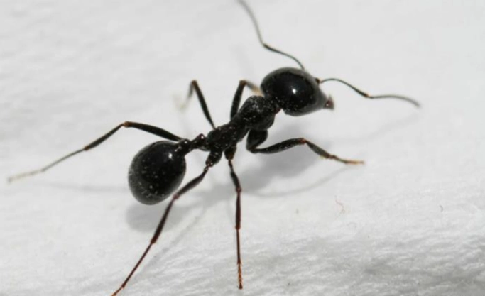 家用漂白水防蟻