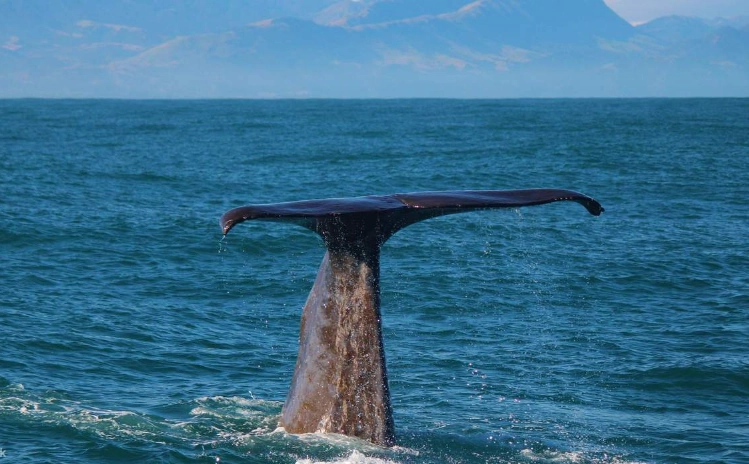 凱庫拉賞鯨
