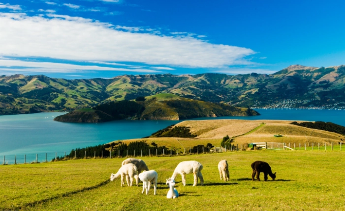 新西兰自驾攻略