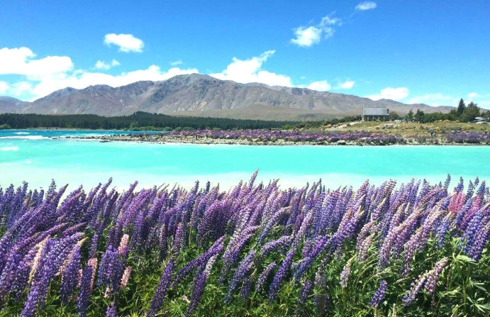 澳洲紐西蘭比較