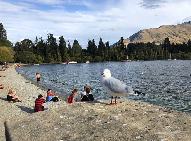 皇后鎮到瓦納卡交通