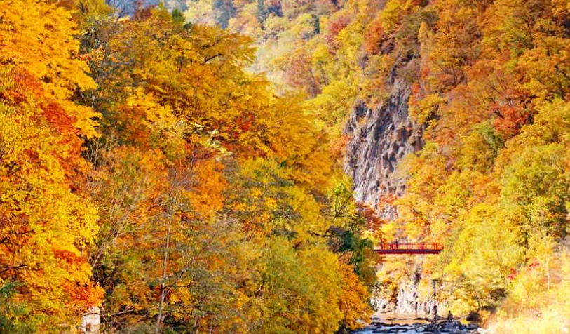 定山溪楓葉