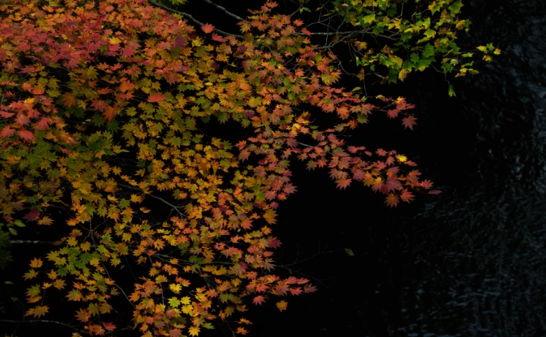 北海道楓葉景點
