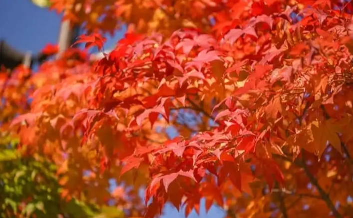 北海道楓葉景點