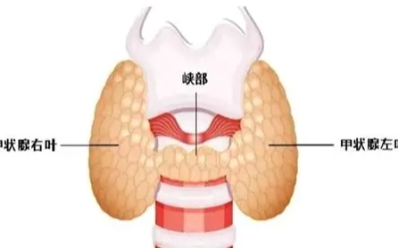 甲狀腺功能低下食物禁忌
