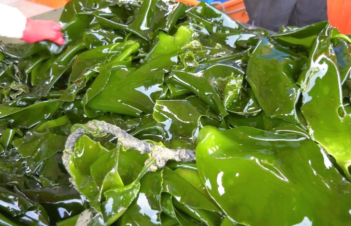 蕁麻疹 飲食禁忌