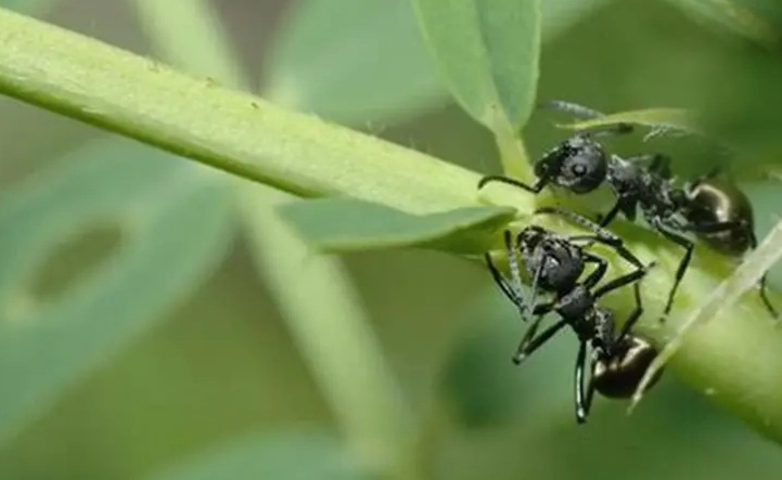 大水螞蟻食物