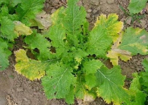 十字花科保健食品挑選