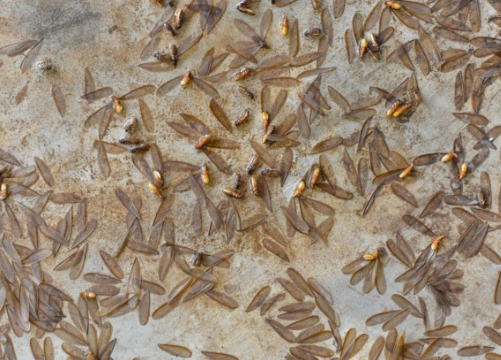 大水螞蟻處理方法