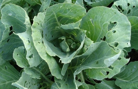 十字花科蔬菜保健食品功效