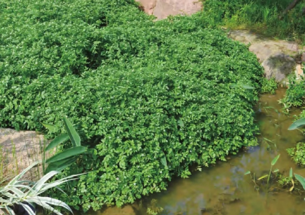 西洋菜食用禁忌